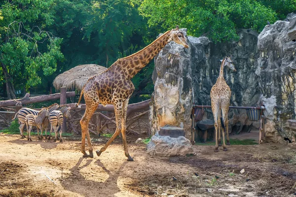 Jirafa Cebra Modelo Forestal — Foto de Stock