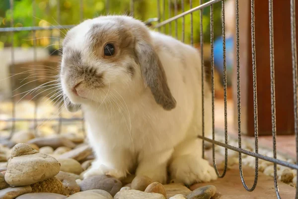 Kaninen Sitter Berget Trädgårdar — Stockfoto