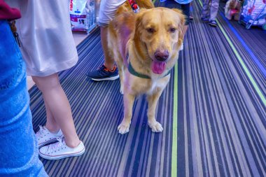 Tatlı köpek. Bu insanın en iyi dostu.