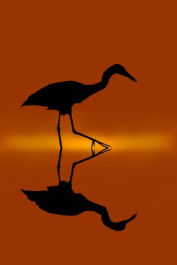 Balıkçıllar yiyecek bulmak için bataklıkta yürümek.