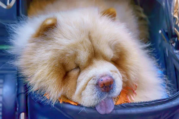 Chien Dort Fauteuil Roulant Est Mignon — Photo