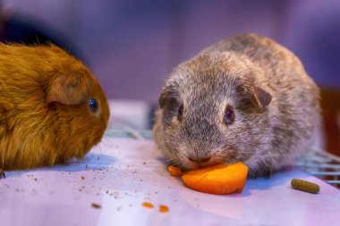 Eskiden şiling şimdi domuz ya da aile içi eskiden şiling şimdi domuz, olarak da bilinen cavy. Kafes üzerinde.