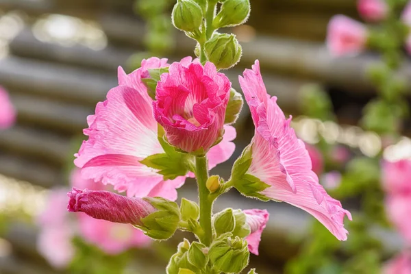 Hollyhock Virág Sok Szín Gyönyörű Kertben — Stock Fotó
