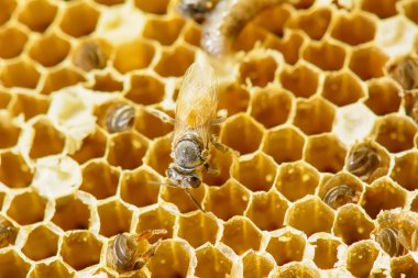 API'ları florea yuvası bir embriyo, Yetişkin ve tatlı su oluşur. API'ları florea veya cüce bal arısı, küçük iki tür biridir.