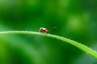 Üzerindeki doğa arka plan üzerinde yaprak böceği.