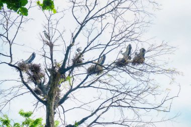 Many heron nesting on the big tree. clipart