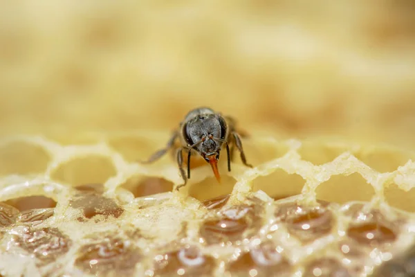 Api Florea の巣には 大人と甘い水で構成されています Api Florea またはドワーフ ミツバチは小型の 種のいずれか — ストック写真