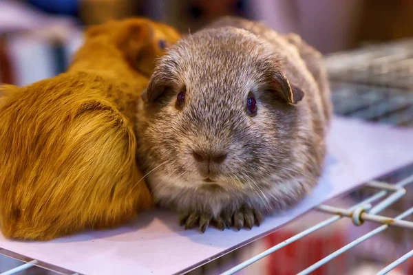 Porco Índia Cobaia Doméstica Também Conhecido Como Cavy Ele Jaula — Fotografia de Stock