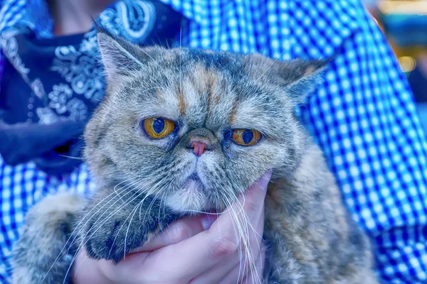 Katter Söta Djur Det Tam — Stockfoto