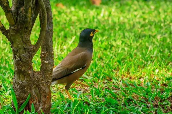 Myna Pájaro Césped Parque — Foto de Stock