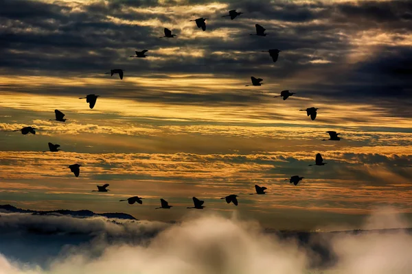 Golden Cloudy Sky Sunset Siluate Masses Heron Flying Heart Symbol — Stock Photo, Image