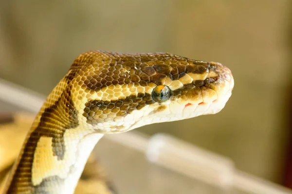 アルビノのビルマニシキヘビは丸くなっています そのペットを飼いならす — ストック写真
