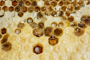 Hava koşulları bazı yerlerinde dondurma kadar dondurma API'leri florea yuvası.