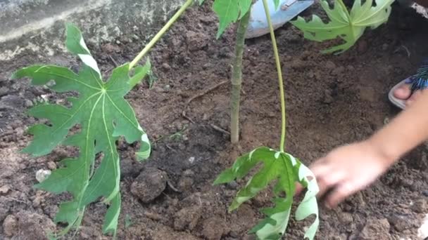 Una Chica Está Plantando Árbol Papaya — Vídeos de Stock