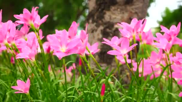 Roze Zephyranthes Carinata Een Achtergrond Van Natuur Met Wind Waait — Stockvideo