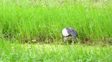 Yürüyüş Heron yiyecek bataklıkta bulmak..