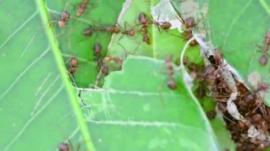 Kırmızı karınca yuvalarının rüzgarlı bir günde tamir vardır.