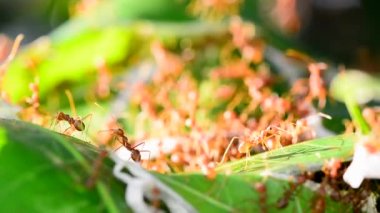 Birçok kırmızı karınca rüzgarlı bir günde mango yaprakları üzerinde keşiftir..