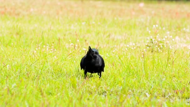 Corbeau Mangeant Eau Dans Prairie Parc — Video