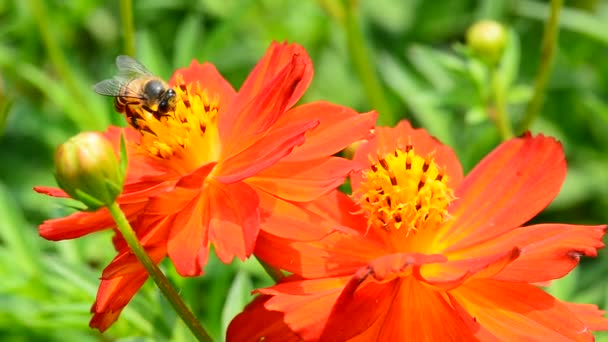 Пчела Едят Пыльцу Zinnia Elegans Фоне Природы — стоковое видео