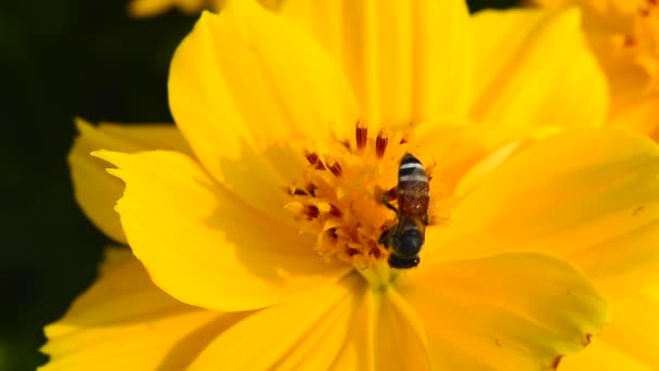 Bijen Eten Stuifmeel Van Zinnia Elegans Een Natuurlijke Achtergrond — Stockvideo