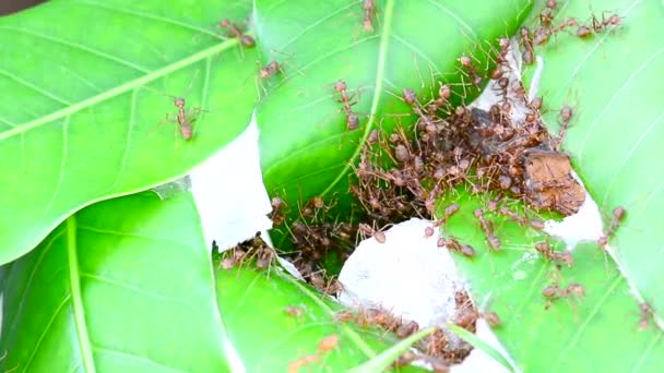 Nemen Van Het Hout Vernietigen Een Ant Nest — Stockvideo
