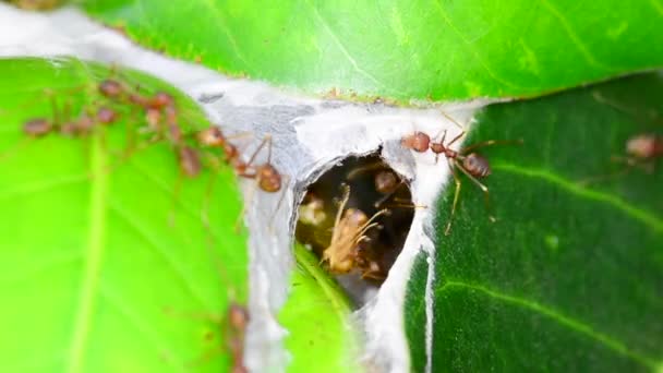 Red Ants Walking Out Nest — Stock Video