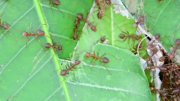 Κόκκινο Μυρμήγκι Είναι Επισκευή Φωλιέσ Μια Θυελλώδη Ημέρα — Αρχείο Βίντεο