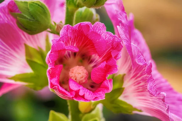 Hollyhock Kwiat Jest Wiele Kolorów Piękne Ogrodzie — Zdjęcie stockowe