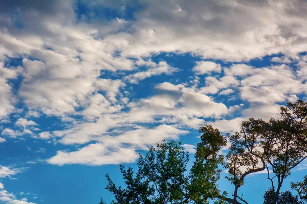 蓝色多云天空上的树枝在明亮的自然背景下 — 图库照片