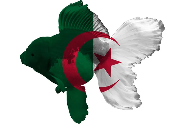 Прапор Алжиру Золота Рибка Чорним Фоном — стокове фото
