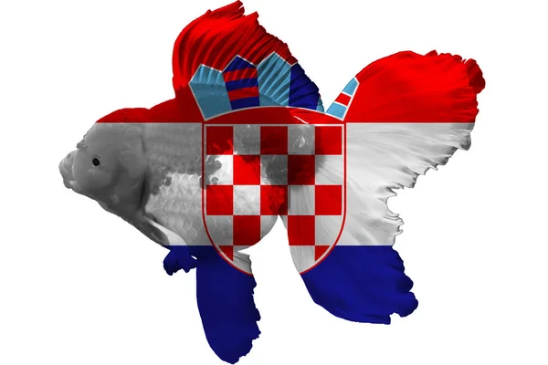 Vlag Van Kroatië Goudvis Met Zwarte Achtergrond — Stockfoto