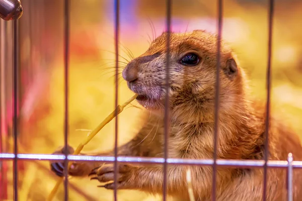 Prairie Hond Een Kooi Het Kleine Zoogdieren Zijn Dezelfde Familie — Stockfoto