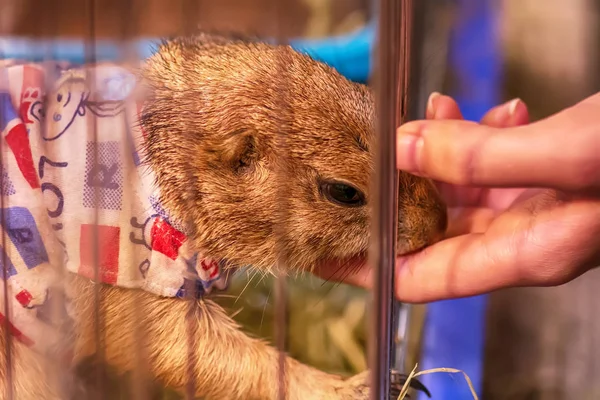 Perro Pradera Una Jaula Son Mamíferos Pequeños Están Misma Familia —  Fotos de Stock