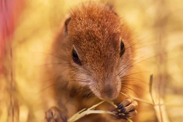 Prairie Hond Zijn Eten Het Kleine Zoogdieren Zijn Dezelfde Familie — Stockfoto