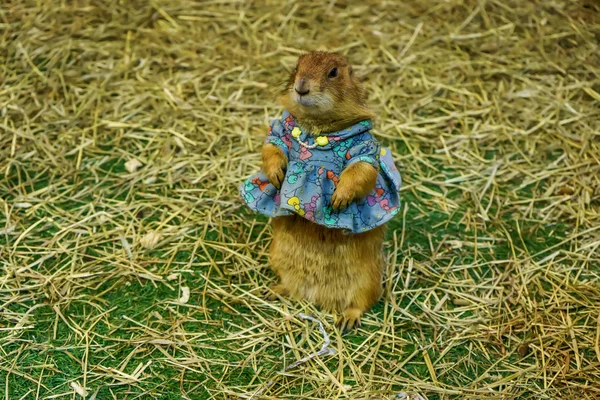 Prairie Dog Son Poses Fotografía Son Mamíferos Pequeños Están Misma —  Fotos de Stock