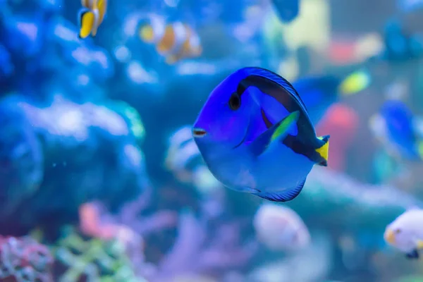 Vis Zijn Kleur Van Zee — Stockfoto