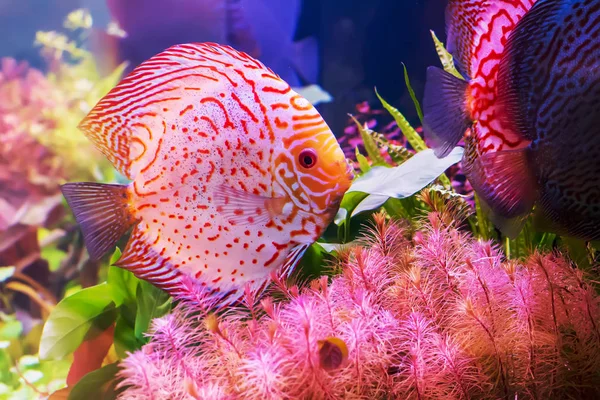 Kabin, parlak renklerde pompadour.