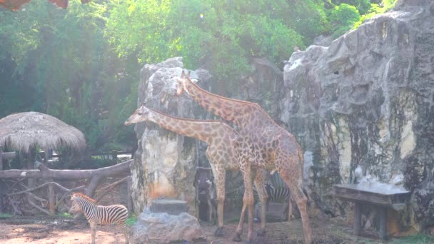 Giraffen Zebra Het Leuk Vindt Samen Leven — Stockvideo