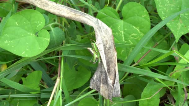 Sauterelle Verte Reproduit Sur Fond Nature — Video