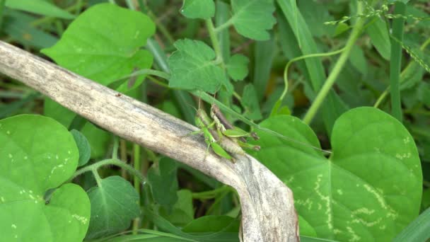 Green Grasshopper Breeding Nature Background — Stock Video