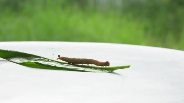 Chenille Est Déféquée Sur Des Feuilles Sur Fond Métallique — Video