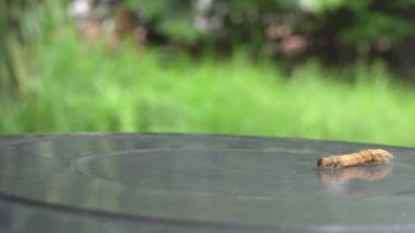 Tırtıl metal arka plan üzerinde yürüyor.