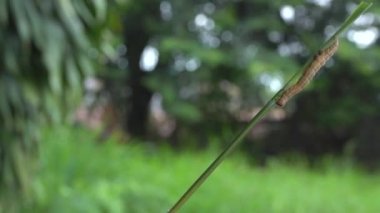 Caterpillar üzerindeki doğa arka plan üzerinde yaprak.