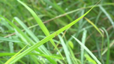 Böcek doğa arka plan üzerinde yaprak üzerinde.