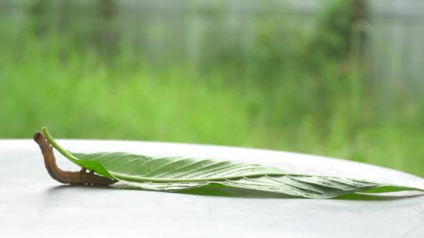 Caterpillar Walking Leaves Metal Background — Stock Video