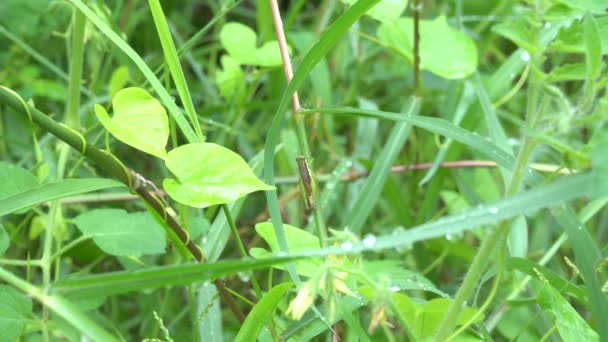 Groene Sprinkhaan Branch Een Natuur Achtergrond — Stockvideo