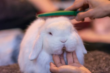 Beyaz tavşan. Bu küçük memeliler. Bunny tavşan için konuşma diline özgü bir isimdir.