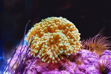 Deniz anemone renktedir deniz.