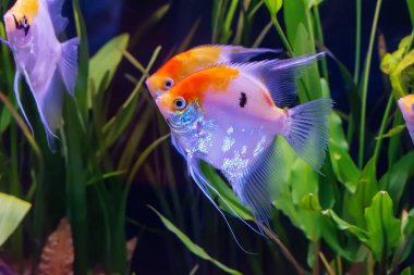 Kabin, parlak renklerde pterophyllum.